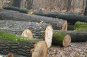 Fostul şef al Ocolului Silvic …