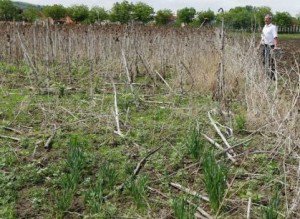 Peste 500.000 de hectare de …