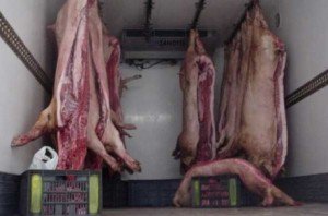 Carnea de porc se va …