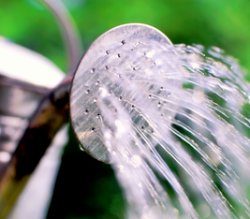 Primăria Botoșani acuzată de Florin …