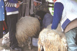 Un minor de 16 ani …