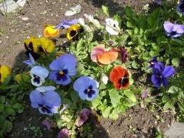 Portariuc opreşte afacerile cu panseluţe: …