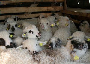 Cum au ratat fermierii botoșăneni …