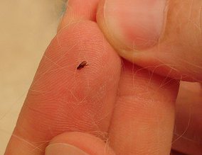 Atenție! Invazie de purici în …