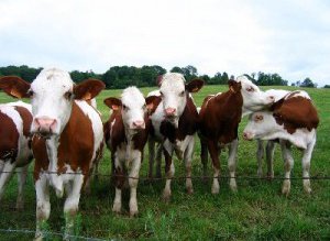 Mai multe cereri pentru subvenţiile …