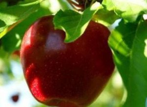 Merele prelungesc viața cu 17 …