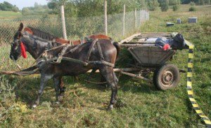 O familie din Suharău a …