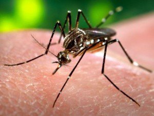 Medicii, în alertă. Virusul ucigaș West Nile se întoarce