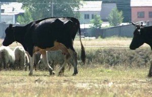 Crescătorii de animale care nu le îngrijesc corespunzător pe caniculă riscă amenzi usturătoare