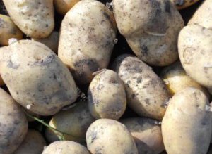 Cartofii ar putea costa la …