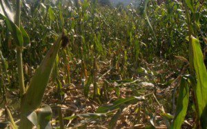 Porcii mistreţi distrug porumbul în …