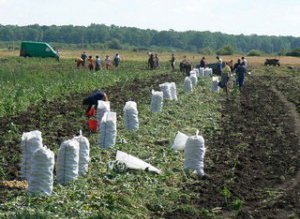 Pentru cultivatorii de legume, nici …