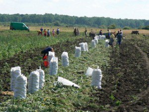 Pentru cultivatorii de legume, nici 2013 nu a fost un an bun