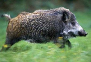 Porcii mistreţi distrug din nou …