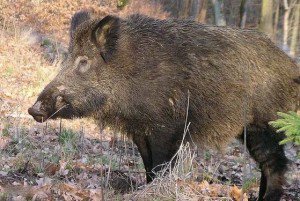 Accident produs în pădurea Gorovei …