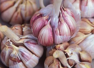 Usturoiul reduce aproape la jumătate …