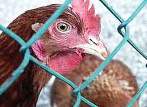 Hoț prins pe strada Colonel …