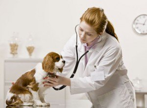 Medicii veterinari riscă să îşi piardă dreptul de a profesa