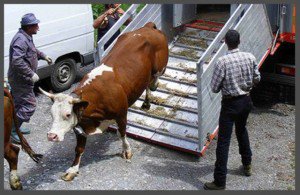 Transport ilegal de animale, depistat …