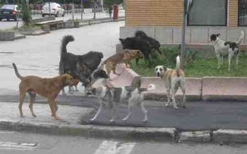 Propunere șoc a unui consilier …