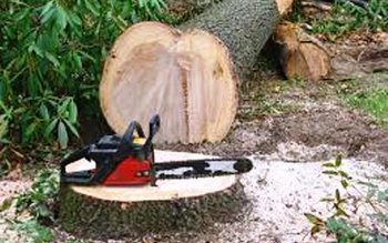 România şi-a redus suprafaţa pădurilor. …