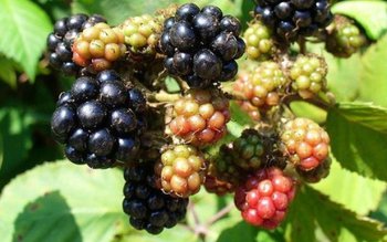 Alertă alimentară: Mure din România, …