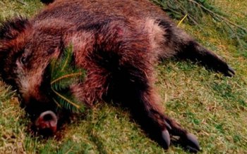 Masacru în pădurile din Botoșani. …