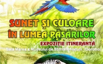 „Sunet şi culoare în lumea …