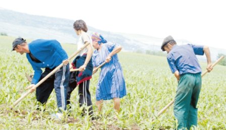 Ajutoare pentru agricultori deblocate sau acordate în premieră de Guvern