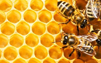 Ceara de albine în tratamente …