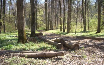 Pădurar din Adâncata ameninţat cu …