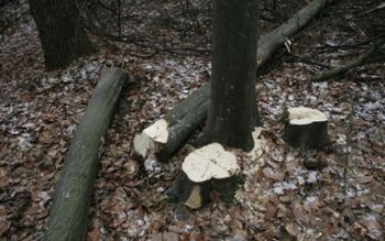 Dosare pelale întocmite pentru tăiere …