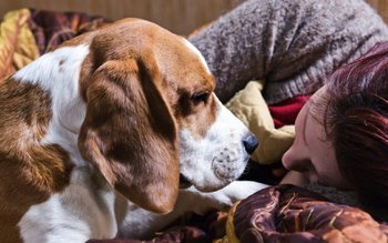 Toți câinii cu stăpân din …