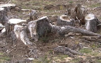 Trei pădurari din județ sancționați …