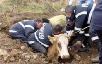 Vacă salvată de pompieri dintr-un …