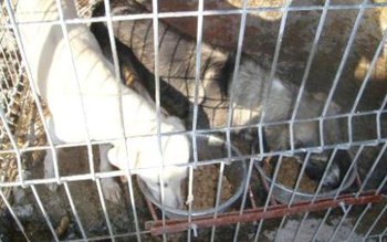 Șase tone de hrană uscată …