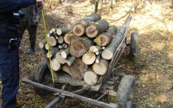 Transporturi ilegale de material lemnos …