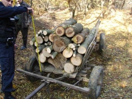 Transporturi ilegale de material lemnos descoperite în trafic de către polițiști