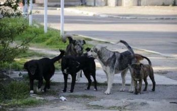 Normele metodologice de gestionare a …