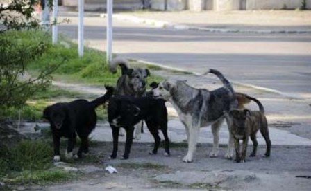 Normele metodologice de gestionare a problemei câinilor fără stăpân au fost aprobate de Guvern