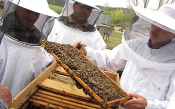 Bani pentru apicultori. Ce condiții …