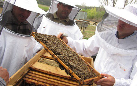 Bani pentru apicultori. Ce condiții trebuie să îndeplinească