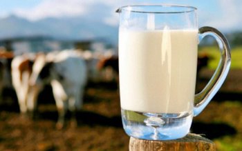 Laptele crud este periculos pentru …