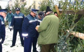 Brazi confiscați de polițiștii botoșăneni …