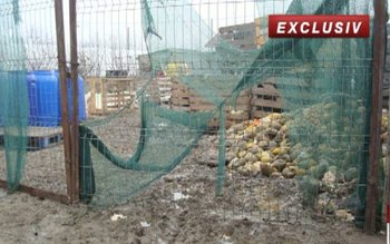 Pericol în magazine înainte de …