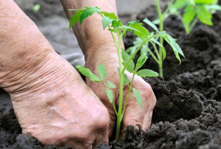 Un nou regulament european în privința ajutoarelor de minimis în agricultură