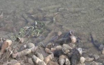 Aproximativ 200 de copite de …