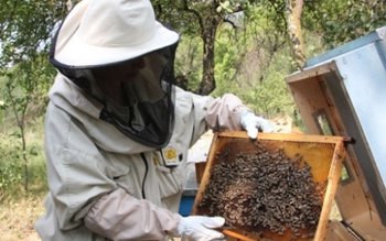 Apicultorii români vor beneficia de …