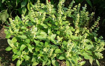 Proprietăţile miraculoase ale busuiocului