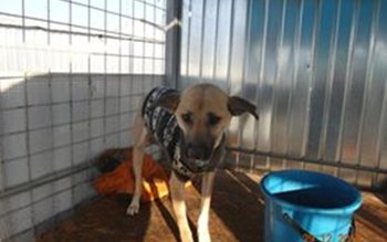 5 tone de hrană donată …